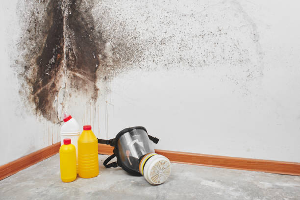 Best Emergency Mold Remediation in New Sharon, IA