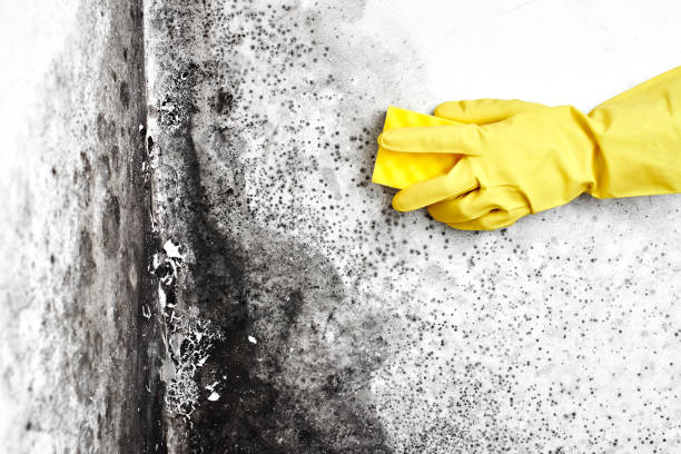 Reliable New Sharon, IA Mold Remediation Solutions